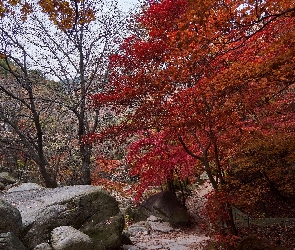 Ścieżka, Krajobraz, Jesień, Kamienie, Drzewa