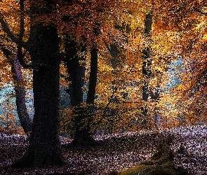 Jesień, Liście, Pożółkłe, Drzewa, Las