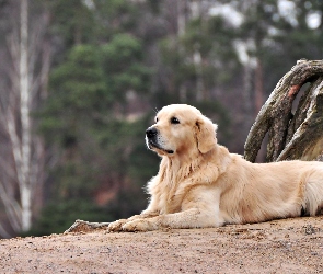 Pies, Golden