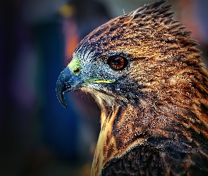 Ptak, Głowa, Jastrząb