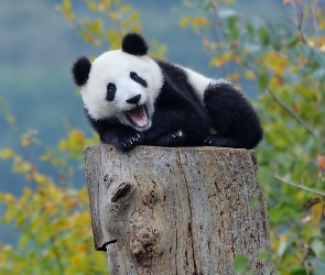 Pień, Panda