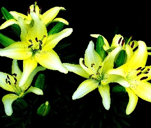 Kwiat, Zielone Pączki, Żółta, Lilia