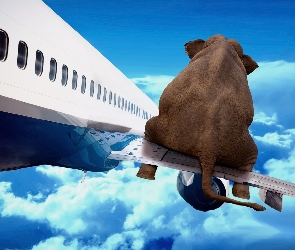 Samolot, Niebo, Słoń