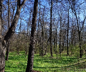 Drzewa, Rośinność, las