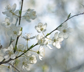 Białe, Owocowe, Drzewo, Kwiaty