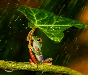 Żabka, Deszcz, Liść
