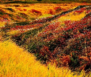 Rośliny, Trawa, Jesień, Łąka