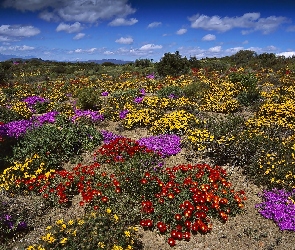 Kwitnące, RPA, Kaktusy