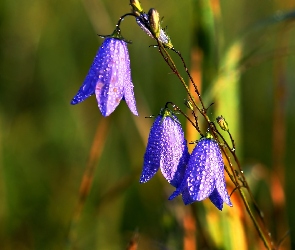 Dzwonki, Krople, Fioletowe