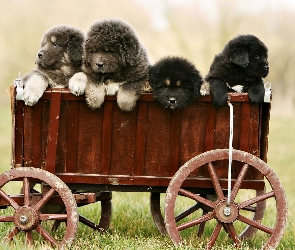 Wózek, Tybetański, Szczeniaki, Mastiff, Psy
