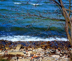Morze, Drzewo, Kamienie, Fale