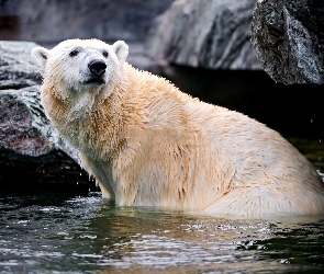 Skały, Woda, Niedźwiedź, Polarny