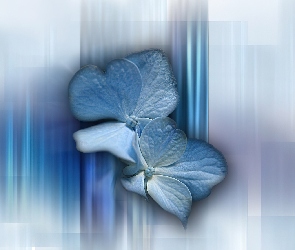Niebieskie, Kwadraty, Kwiatki