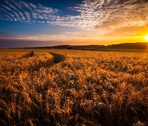 Pola Uprawne, Zboże, Wschód Słońca