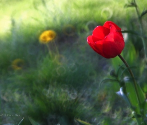 Bokeh, Kwiat, Czerwony, Tulipan