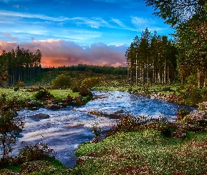 Park Narodowy Dartmoor, Drzewa, Rzeka, Devon, Anglia