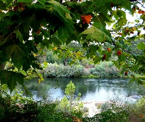Rzeka, Liście, Drzewo
