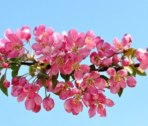 Kwitnące, Owocowe, Drzewo