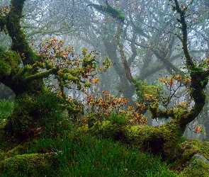 Mech, Drzewa, Devon, Jesień, Las, Anglia, Park Narodowy Dartmoor