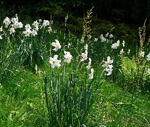 Trawa, Narcyze, Kwiaty