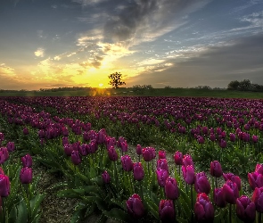 Fioletowe, Zachód słońca, Tulipany