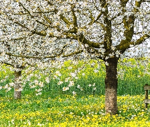 Drzewo, Wiosna, Ławka, Łąka, Kwitnące