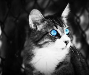 Oczy, Kot