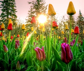 Kolorowe, Wschód Słońca, Drzewa, Tulipany, Wiosna