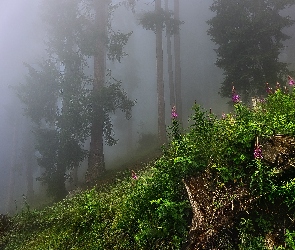 Las, Kwiatki, Pień, Rośliny, Mgła