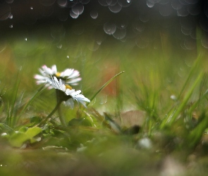Bokeh, Kwiaty, Stokrotki, Białe