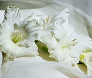 Gladiola, Mieczyk, Kwiat, Biały