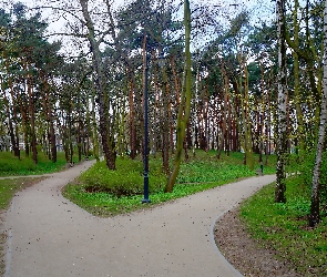 Park, Alejki, Drzewa
