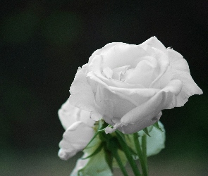 Biała, Róża