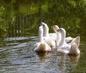Staw, Gęsi