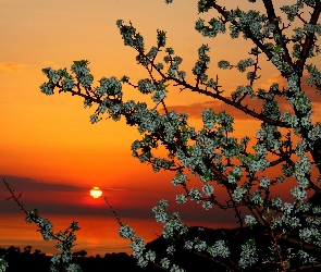 Wiosna, Zachód Słońca, Owocowe Drzewo, Kwiatki