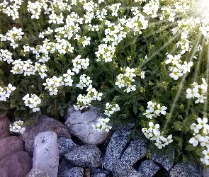 Białe, Kwiaty, Kamienie
