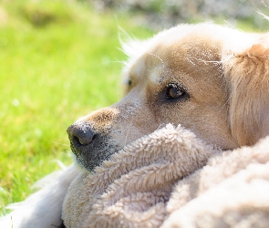 Piesek, Golden Retriever, Kocyk