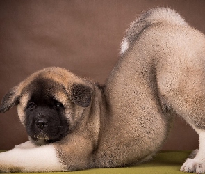 Szczeniak, Akita amerykańska, Pies