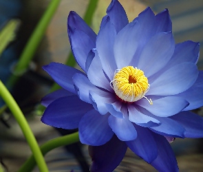 Niebieski, Lilia wodna, Kwiat