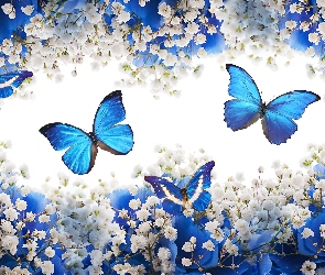 Grafika, Kwiatki, Motyle, Białe, Niebieskie