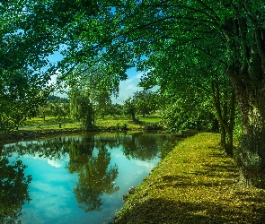 Park, Drzewa, Rzeka