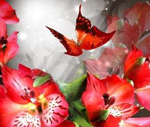 Czerwone, Alstremeria, Motyl, Kwiaty