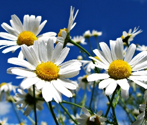 Margerytka, Niebo, Kwiaty