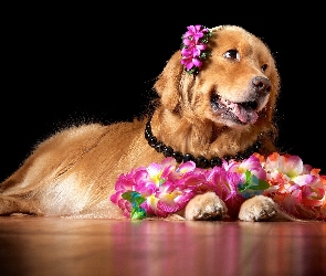 Kwiaty, Golden Retriever, Piesek