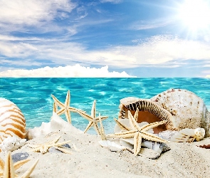 Morze, Muszelki, Piasek, Plaża, Grafika