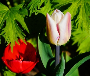 Tulipany, Liście, Kwiaty