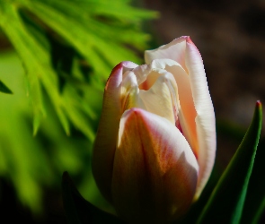Tulipan, Wiosenny, Kwiat