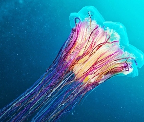 Meduza