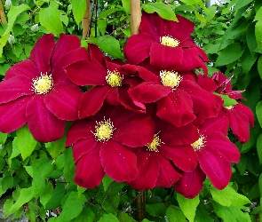 Clematis, Czerwony