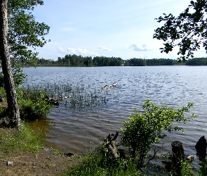 Drzewa, Jezioro